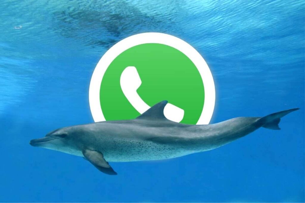 Come attivare la modalità delfino su WhatsApp