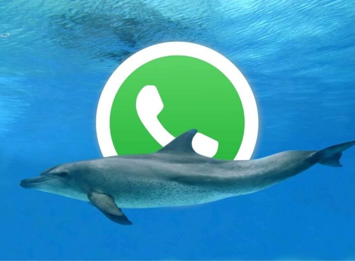 Come attivare la modalità delfino su WhatsApp